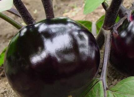 食品安全檢測儀 食品安全檢測儀