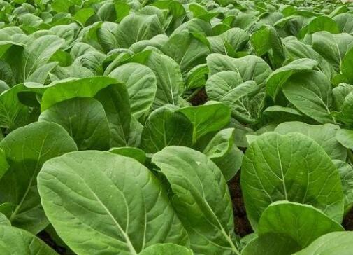 農(nóng)藥殘留速測(cè)儀 農(nóng)藥殘留速測(cè)儀