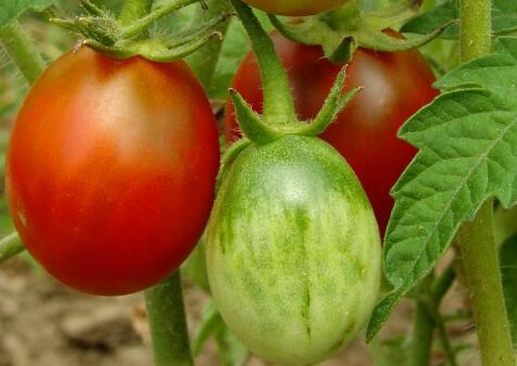 便攜式農殘檢測儀 便攜式農殘檢測儀