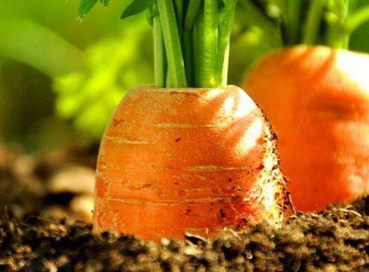 果蔬農殘檢測儀 果蔬農殘檢測儀